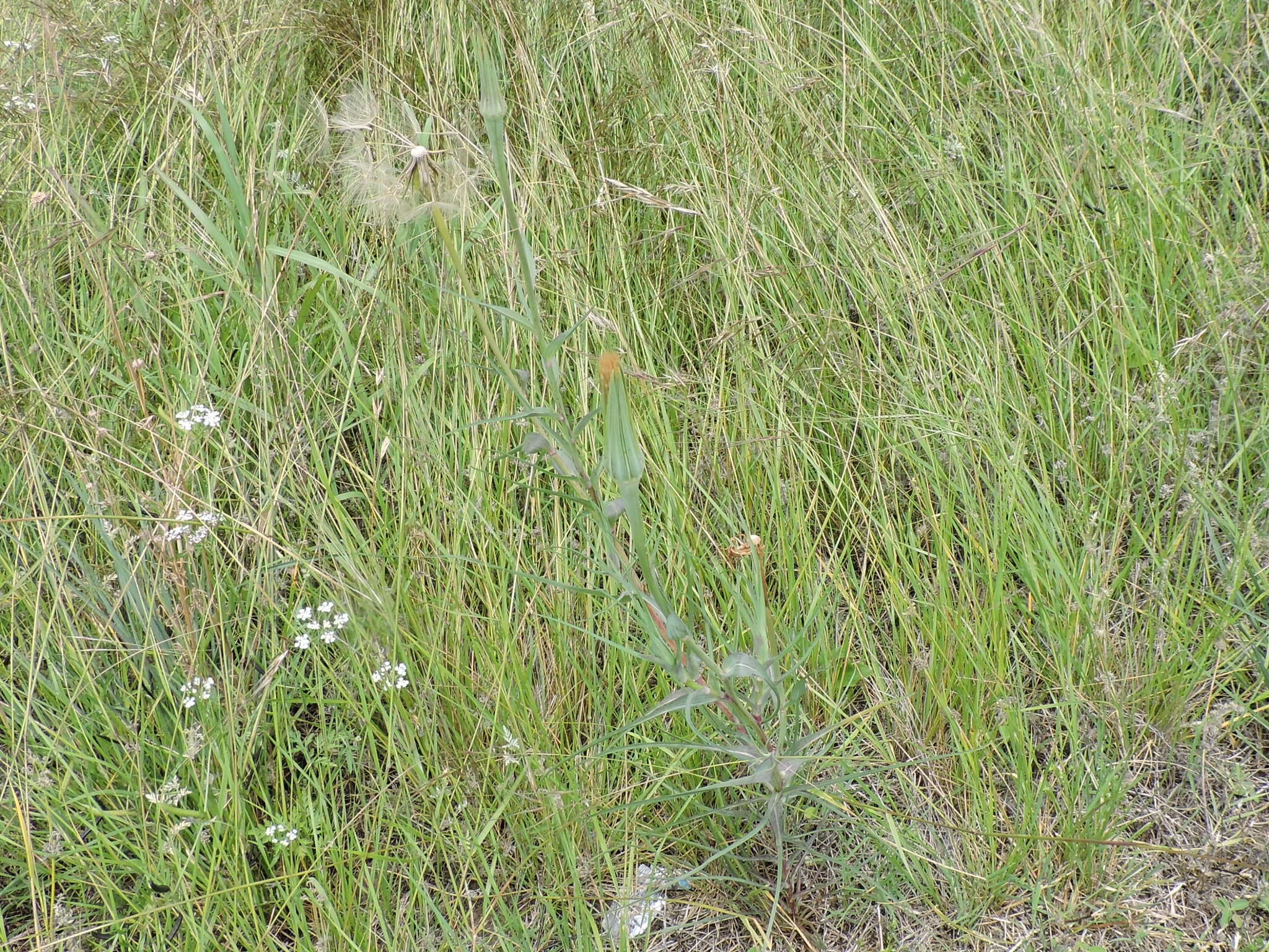 Image of yellow salsify