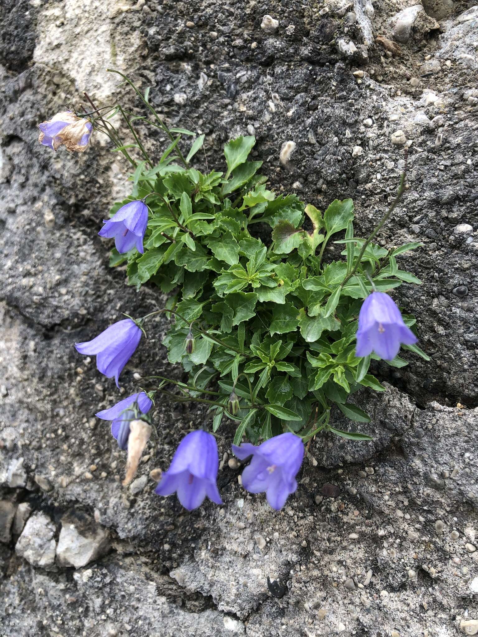 Image of Campanula cochleariifolia Lam.