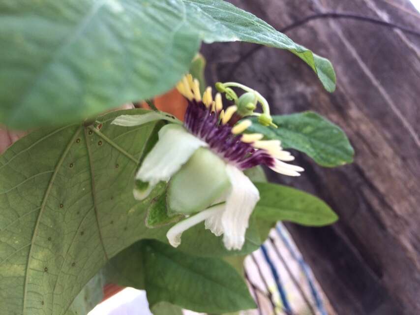 Image of Passiflora colinvauxii Wiggins