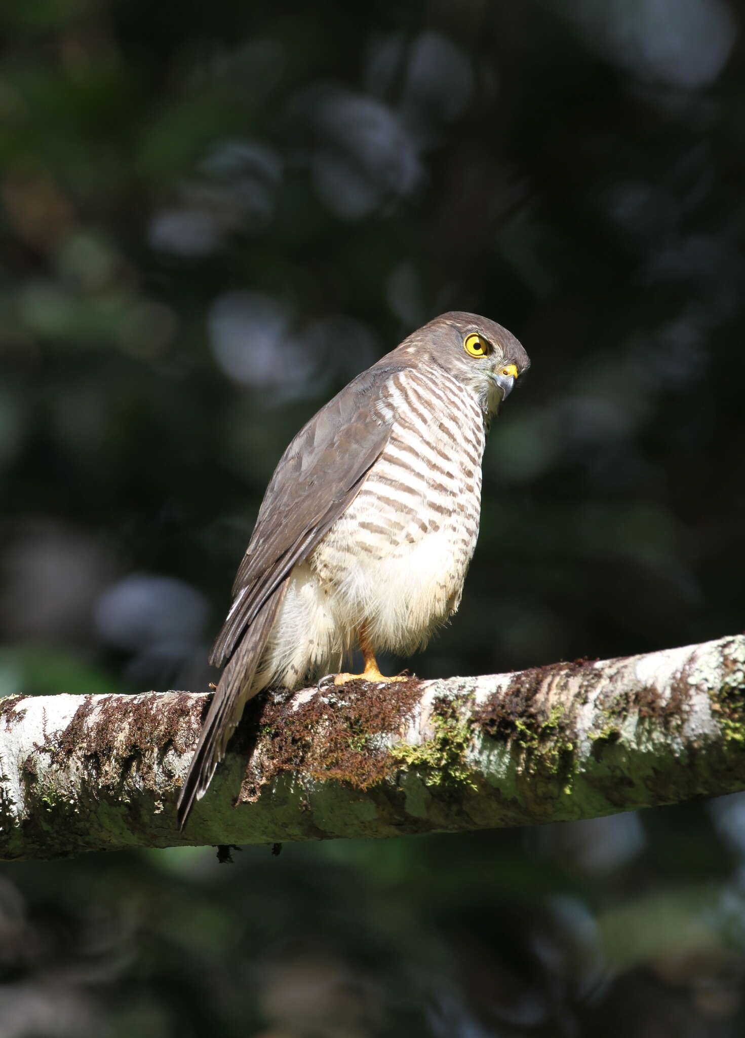 Imagem de Accipiter francesiae Smith & A 1834