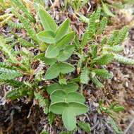 Image of tundra milkvetch