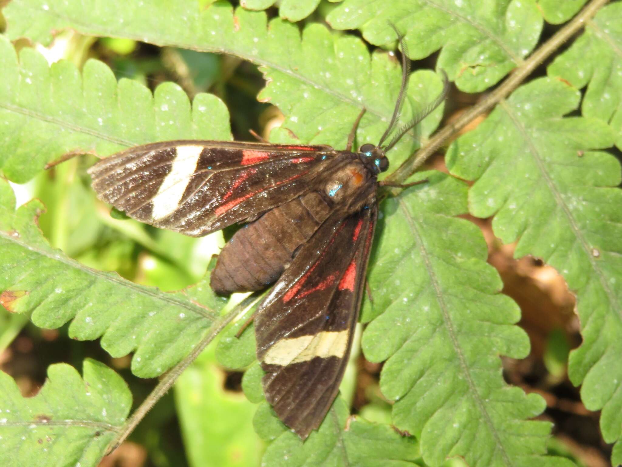 Image of Histioea proserpina Hübner 1827