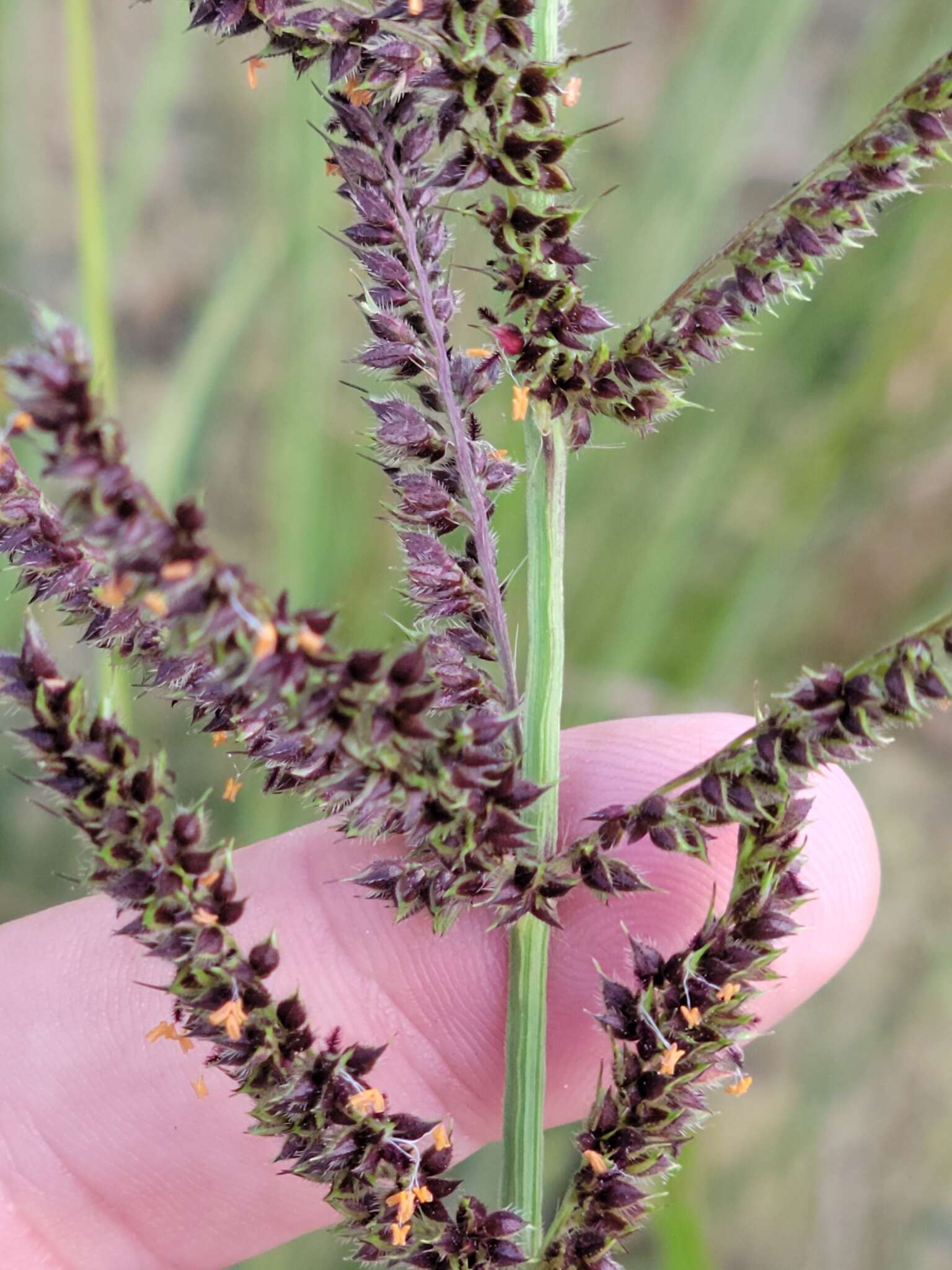 Echinochloa paludigena Wiegand resmi