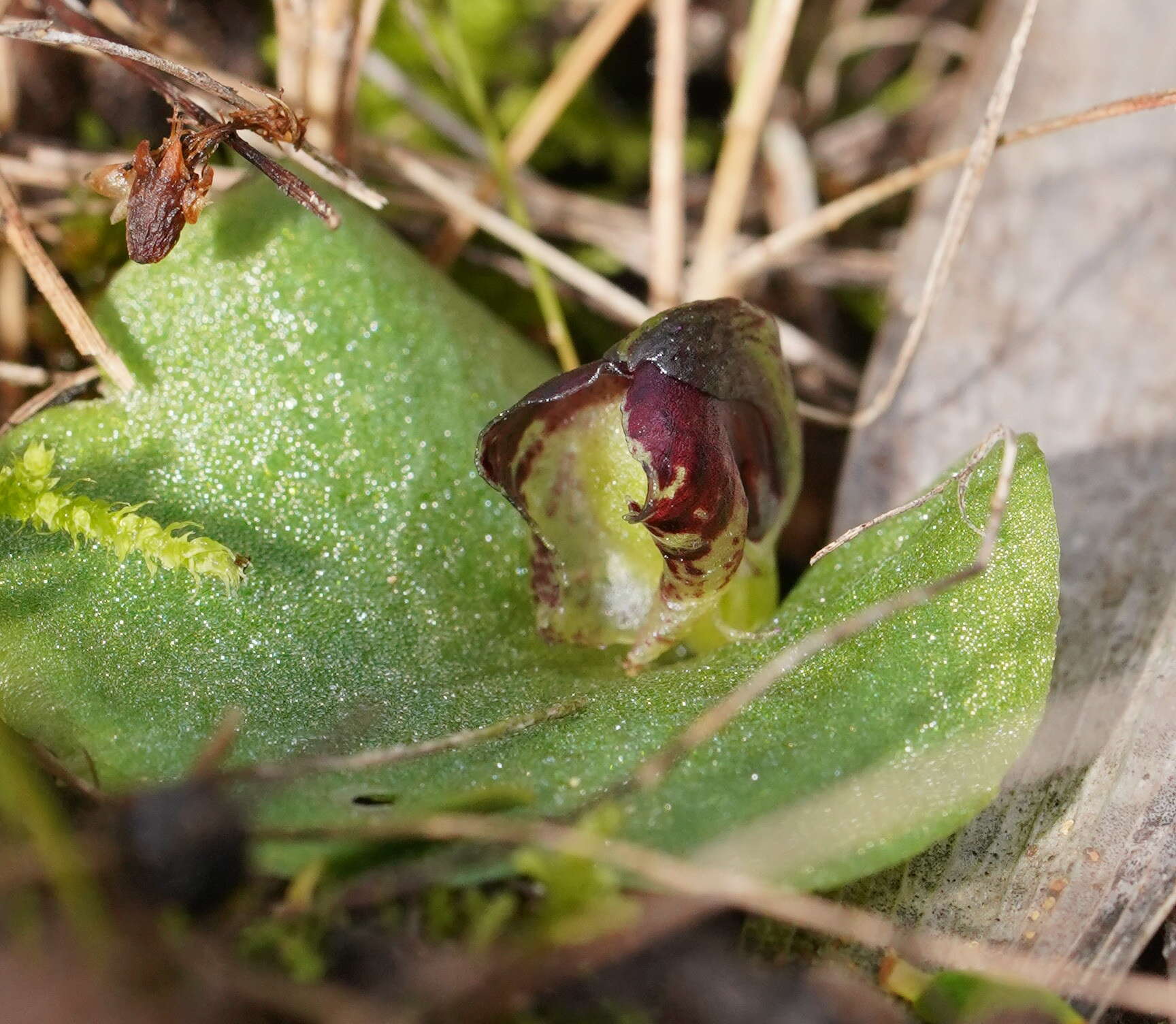 Image of Tiny helmet orchid