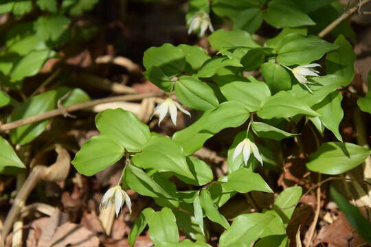 Image of Disporum smilacinum A. Gray