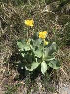 Image of Primula auricula L.