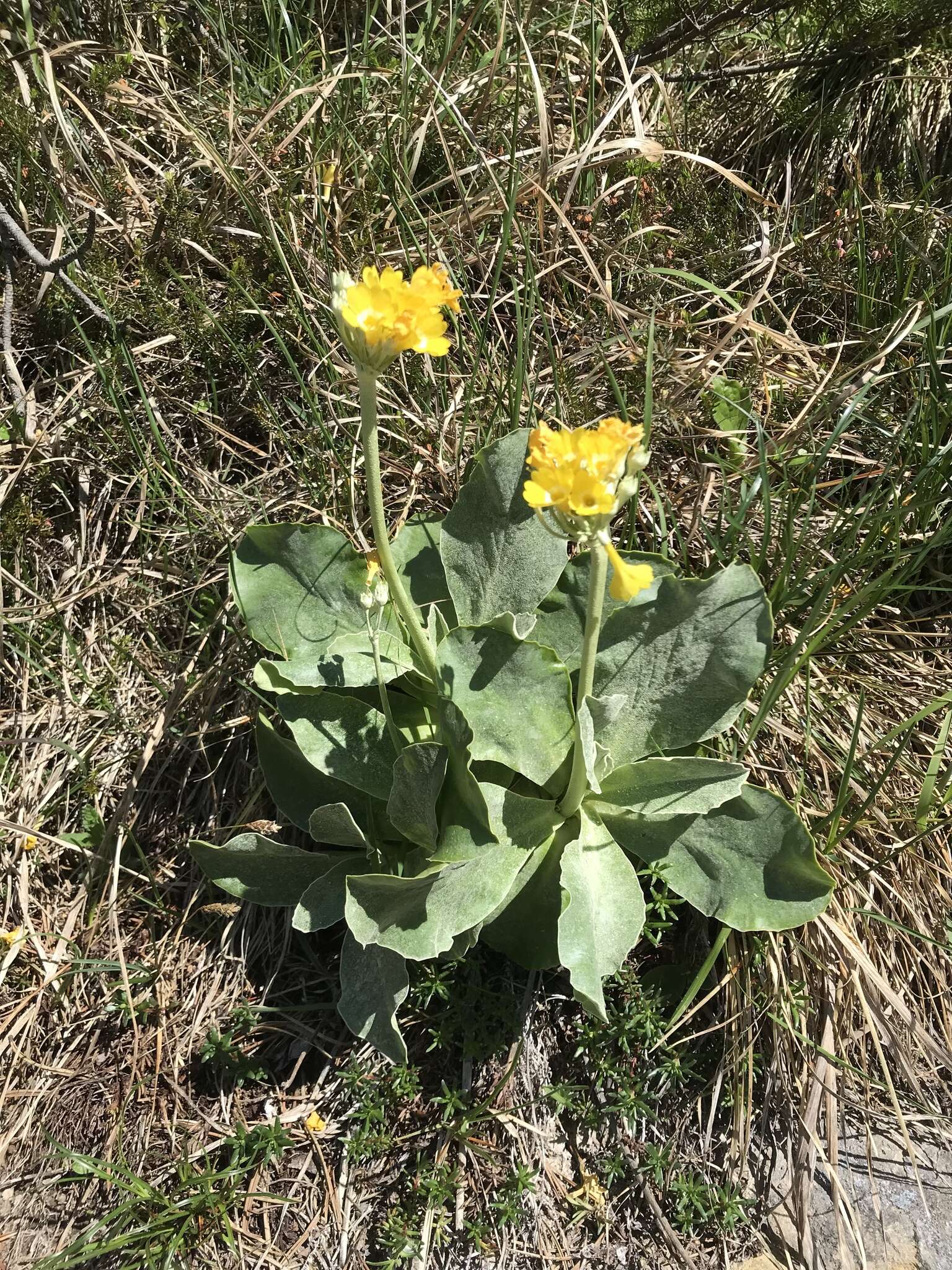 Image of Primula auricula L.