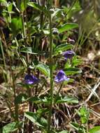 Image of nose skullcap