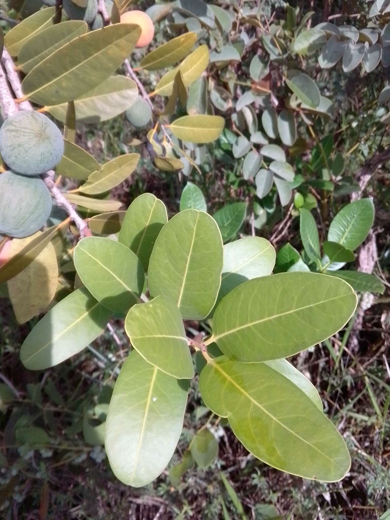 Image of Salacia crassifolia (Mart.) G. Don