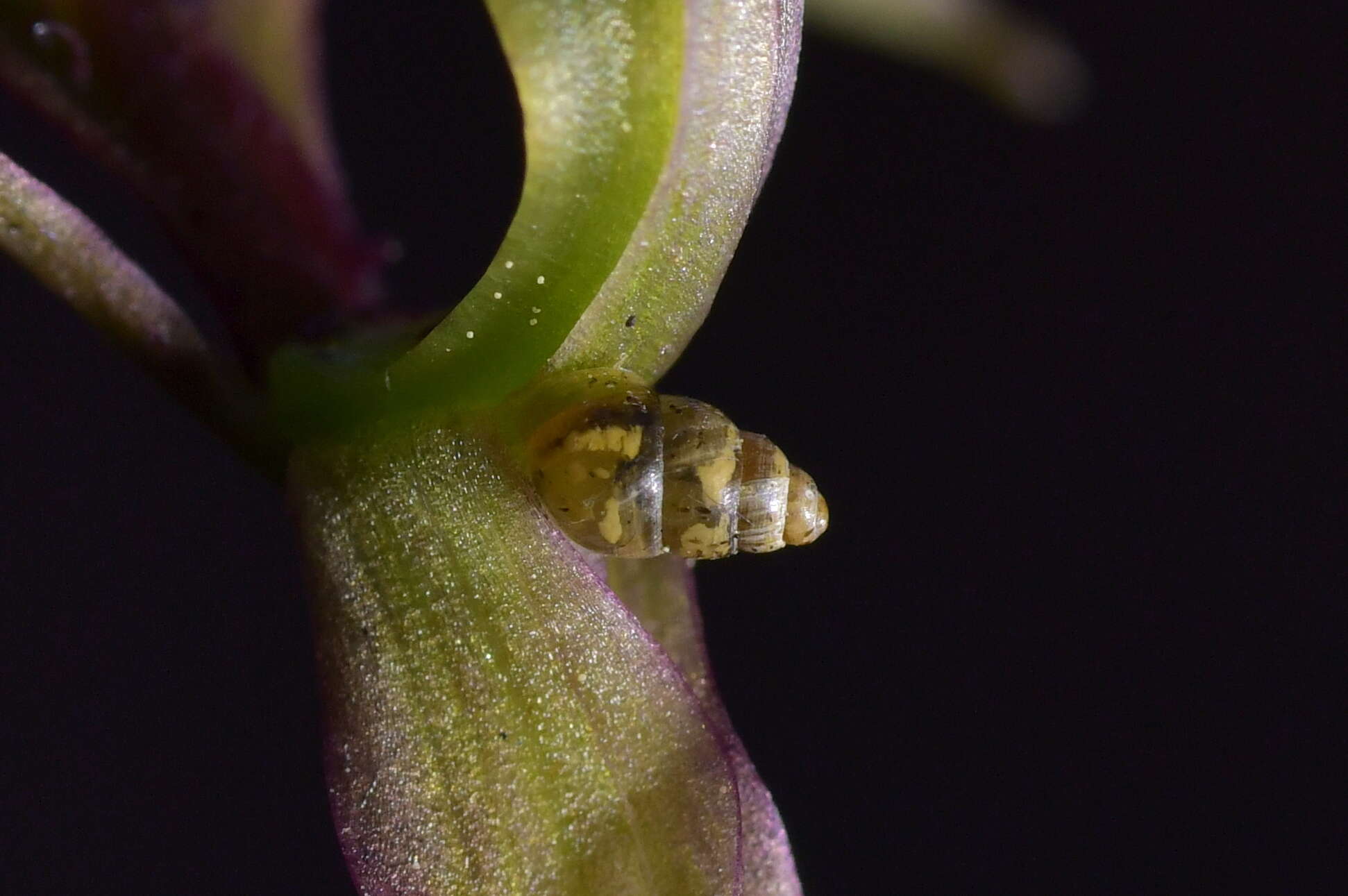 صورة Tornatellinops novoseelandicus (Küster 1852)