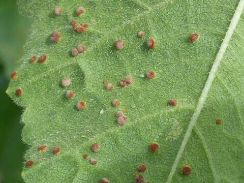 Imagem de Puccinia malvacearum Bertero ex Mont. 1852