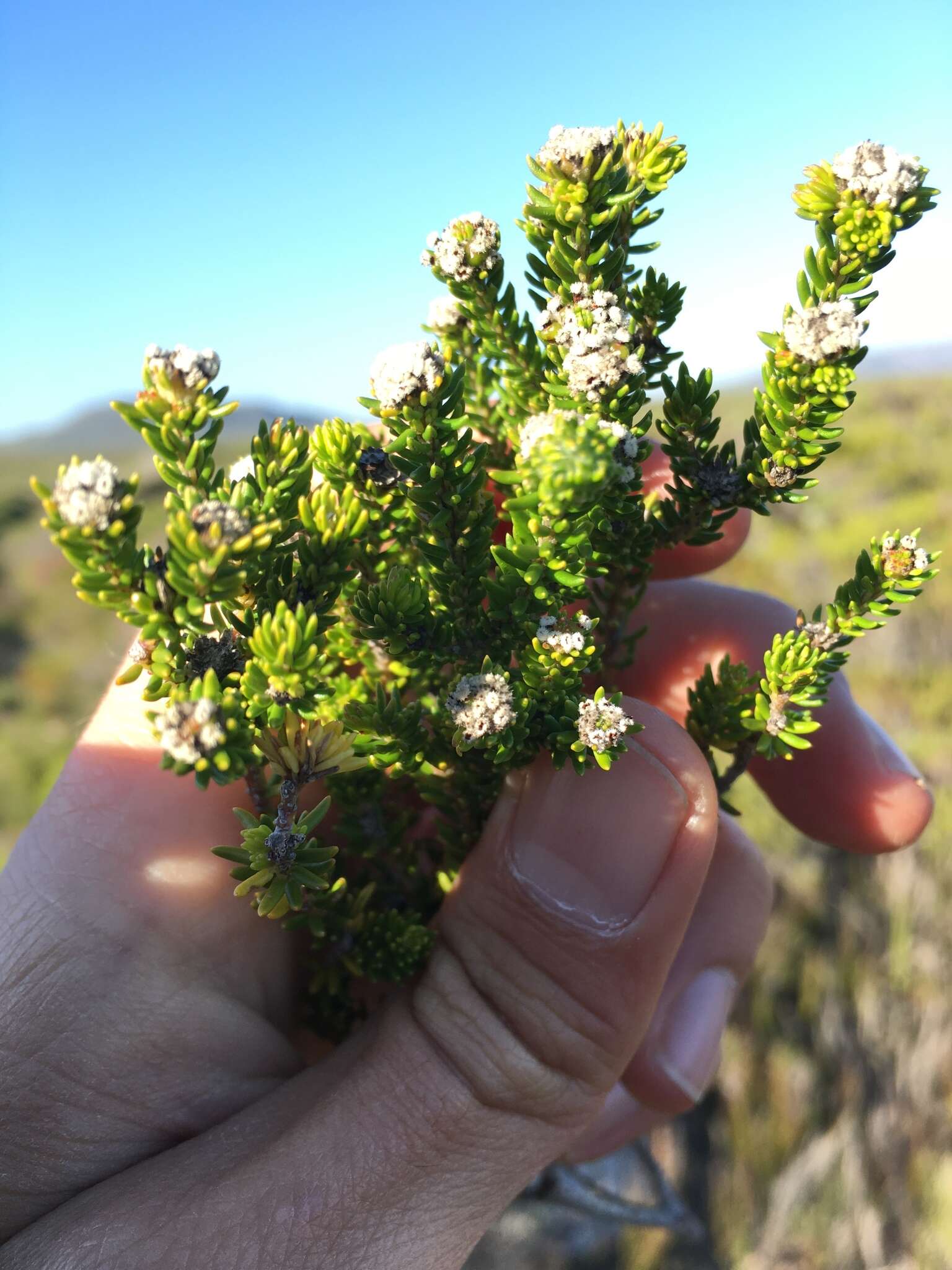 Image of Lime Hardleaf