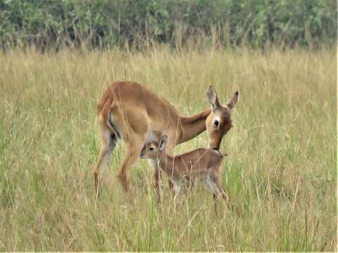 Image of Uganda Kob