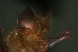 Слика од Hipposideros larvatus (Horsfield 1823)