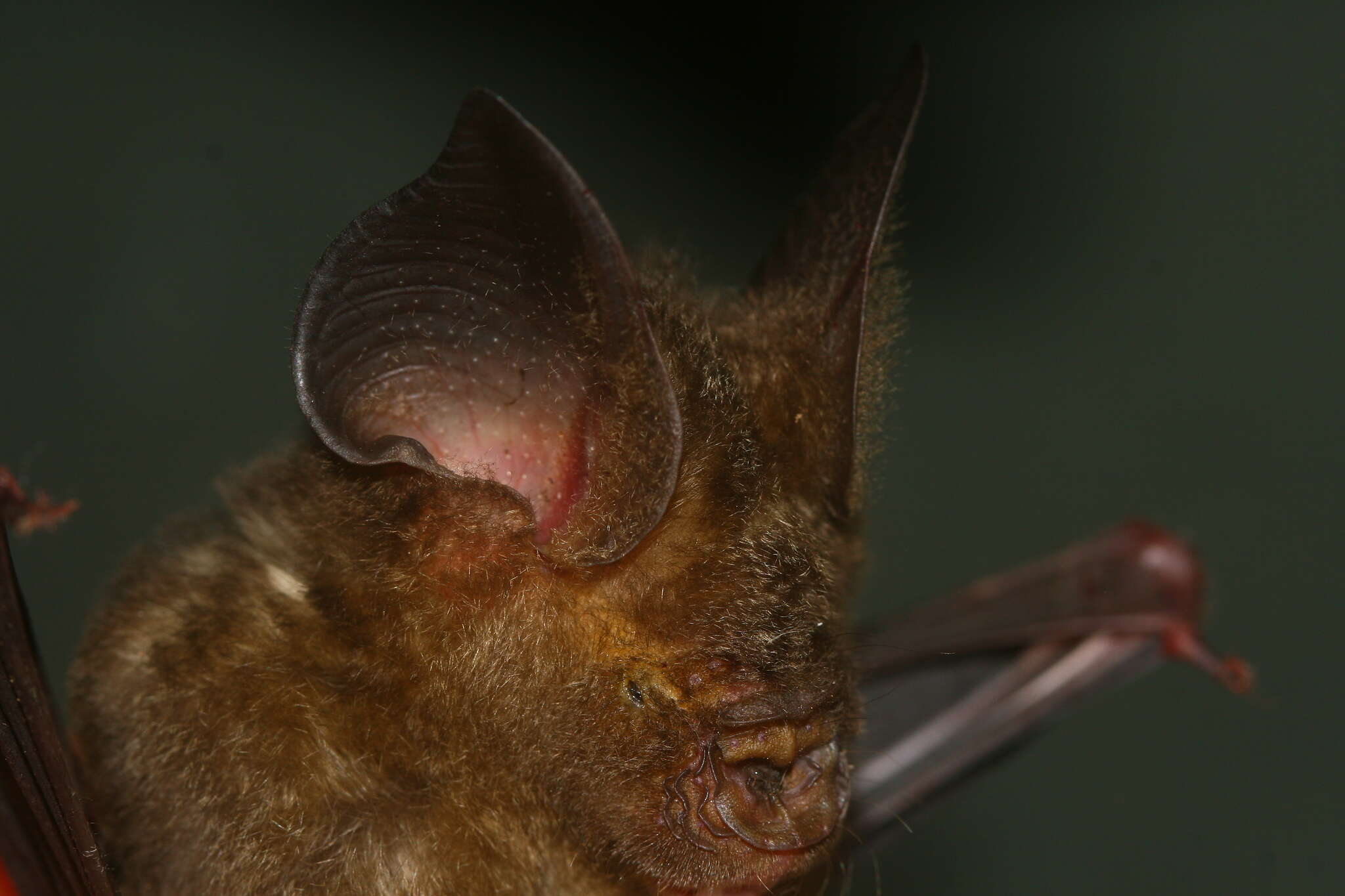 Image of Horsfield's Leaf-nosed Bat