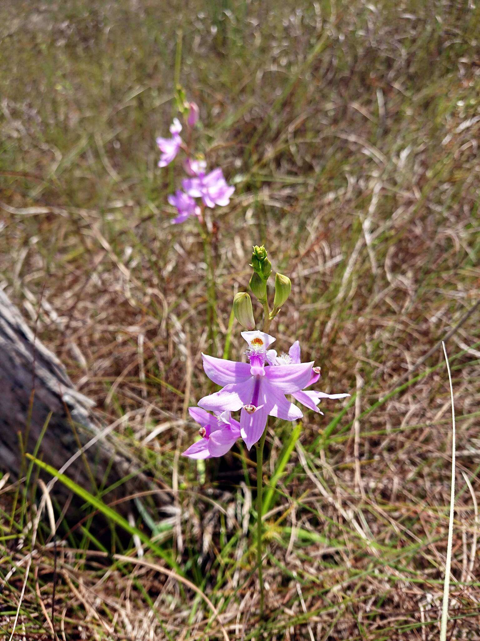 Image of Simpson's grasspink