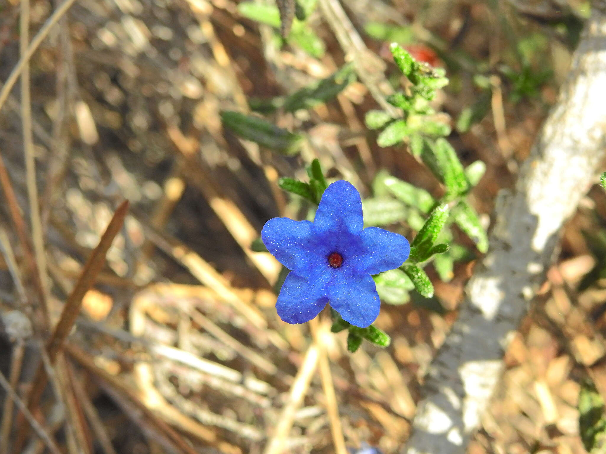 Glandora prostrata subsp. lusitanica (Samp.) D. C. Thomas resmi