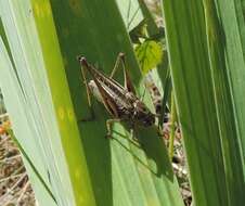 Image of Gray locust