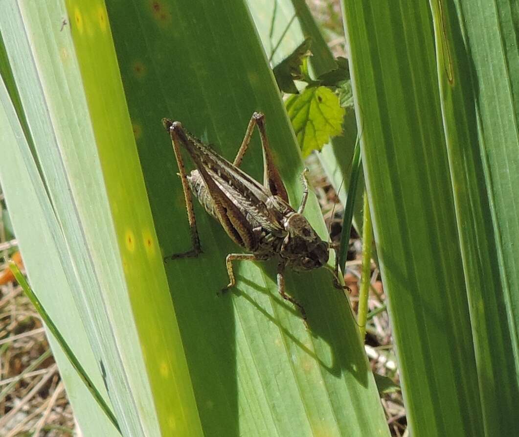 Image of Gray locust