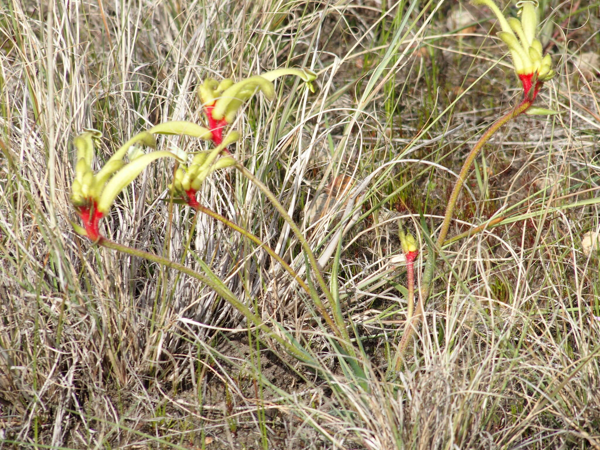 Image of Anigozanthos bicolor subsp. decrescens Hopper