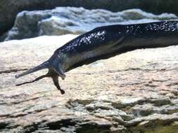 Image of Limax erythrus Bourguignat 1864