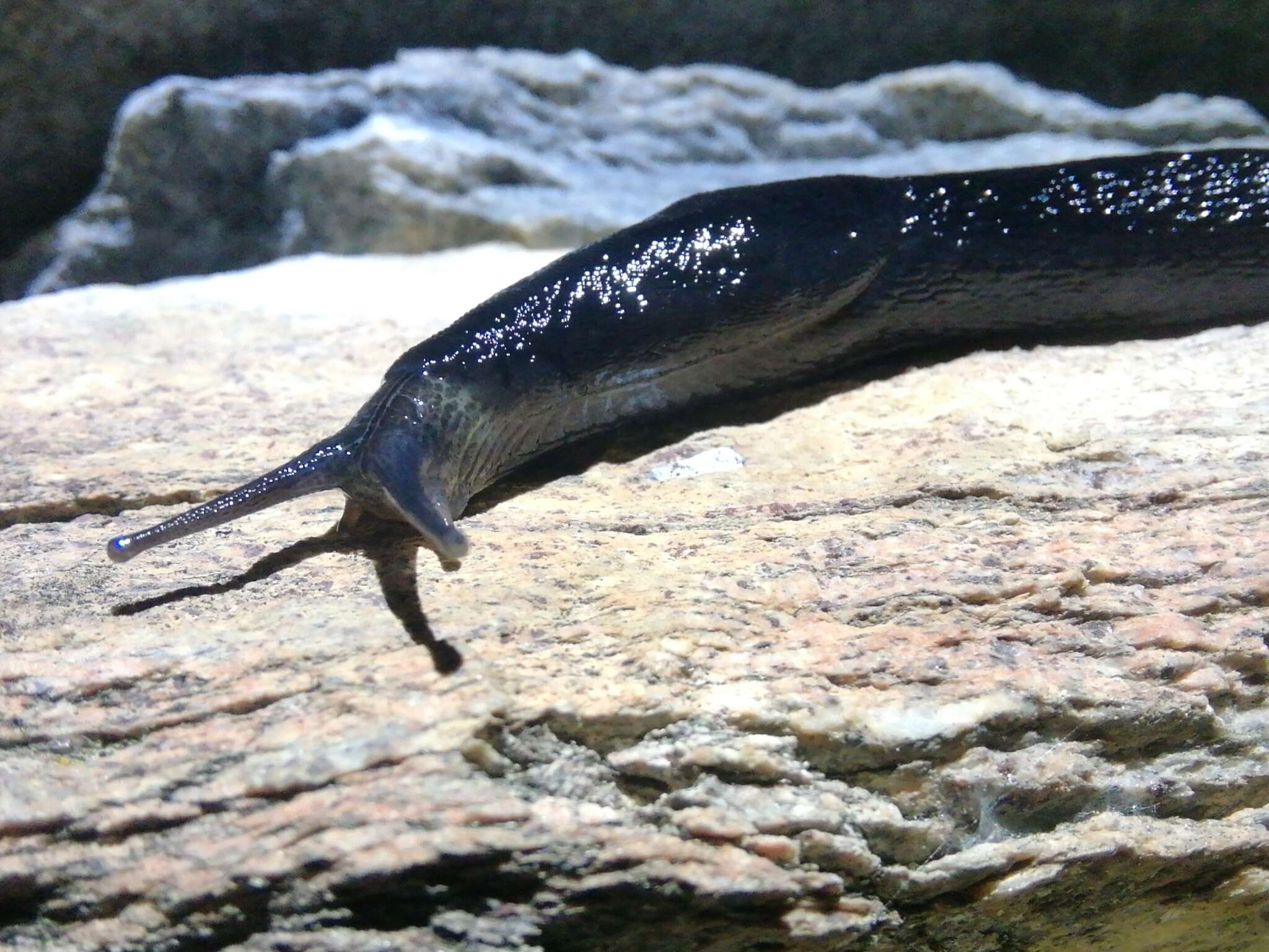 Image of Limax erythrus Bourguignat 1864