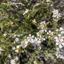 Sivun Leptospermum oligandrum Turcz. kuva