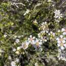 صورة Leptospermum oligandrum Turcz.