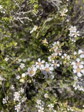 Слика од Leptospermum oligandrum Turcz.