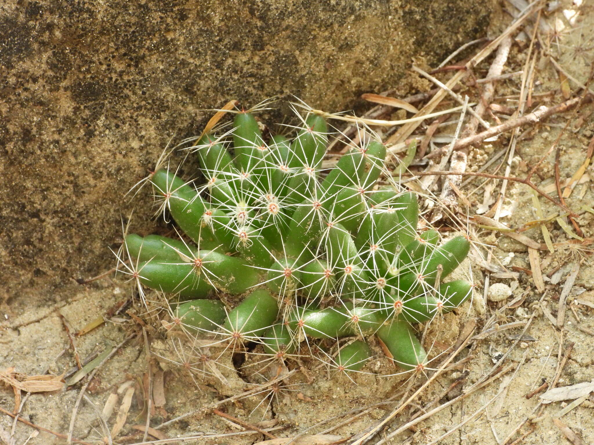Image of longmamma nipple cactus