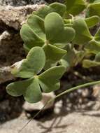 صورة Oxalis purpurascens Salter