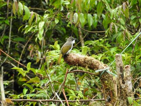 Image of Cinereous Bulbul