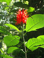 Pachystachys coccinea (Aubl.) Nees resmi