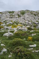 Image of Genista hystrix subsp. legionensis (Pau) P. E. Gibbs