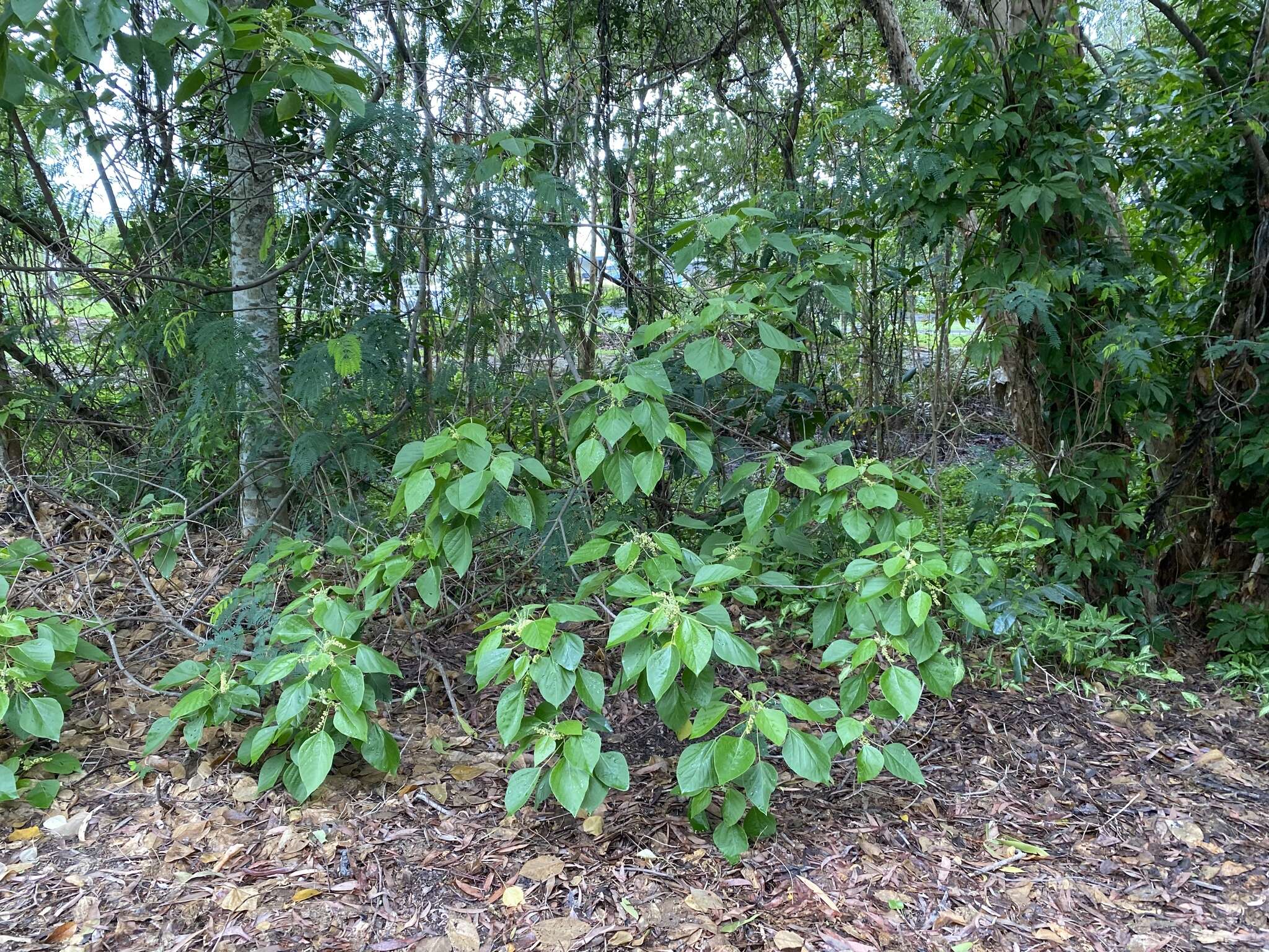 Imagem de Mallotus nesophilus Müll. Arg.