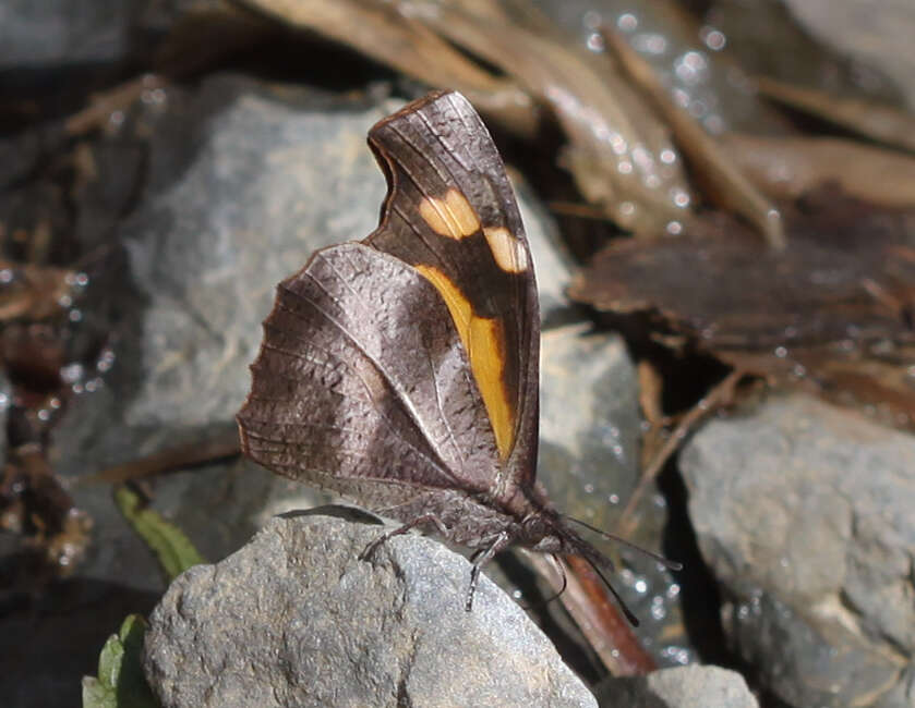 Слика од Libythea myrrha sanguinalis Fruhstorfer 1898