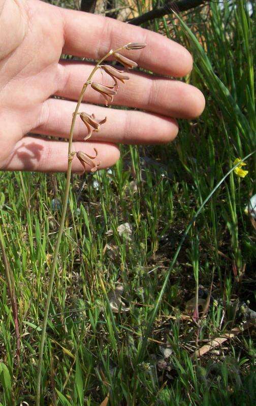 Plancia ëd Dipcadi serotinum (L.) Medik.