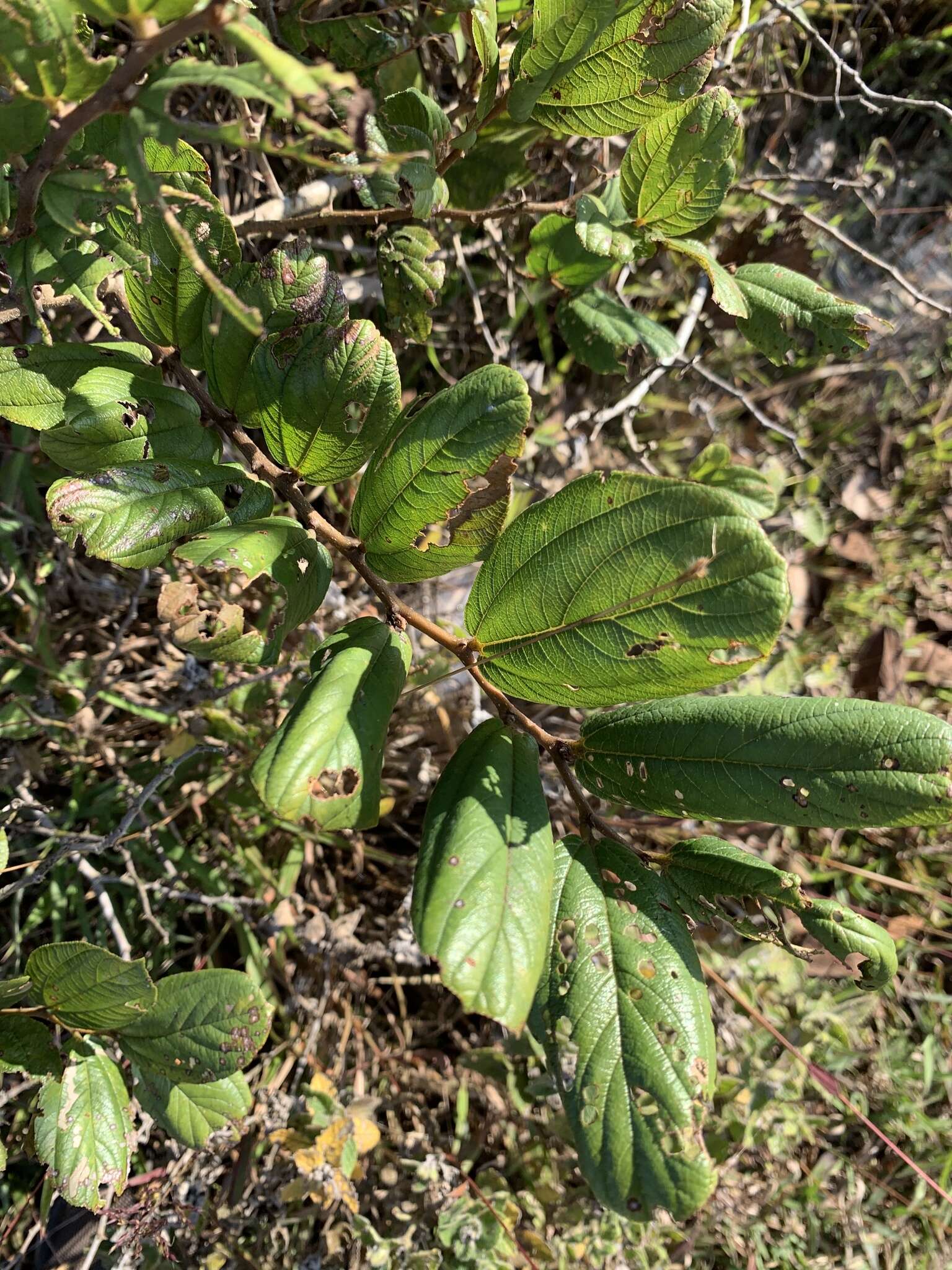 Image of Ziziphus rugosa Lam.