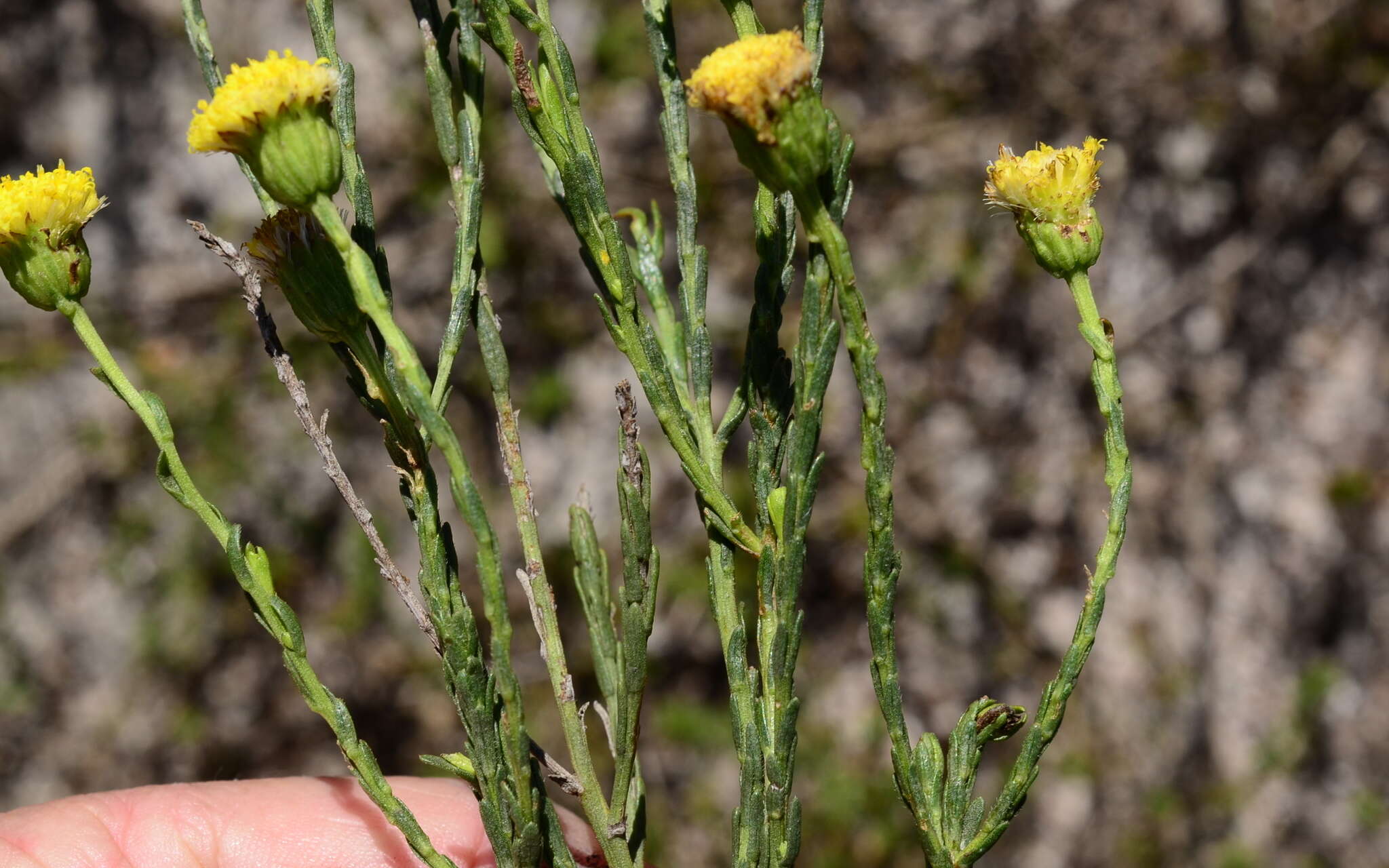 Слика од Chrysocoma esterhuyseniae E. Bayer