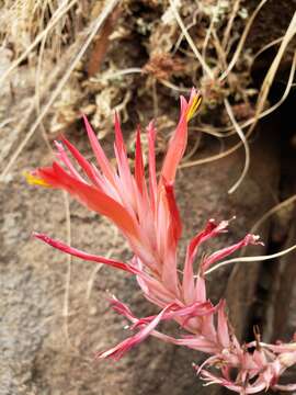 Image of Pitcairnia vallisoletana Lex.