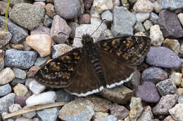 Image of Erynnis pacuvius Lintner 1878