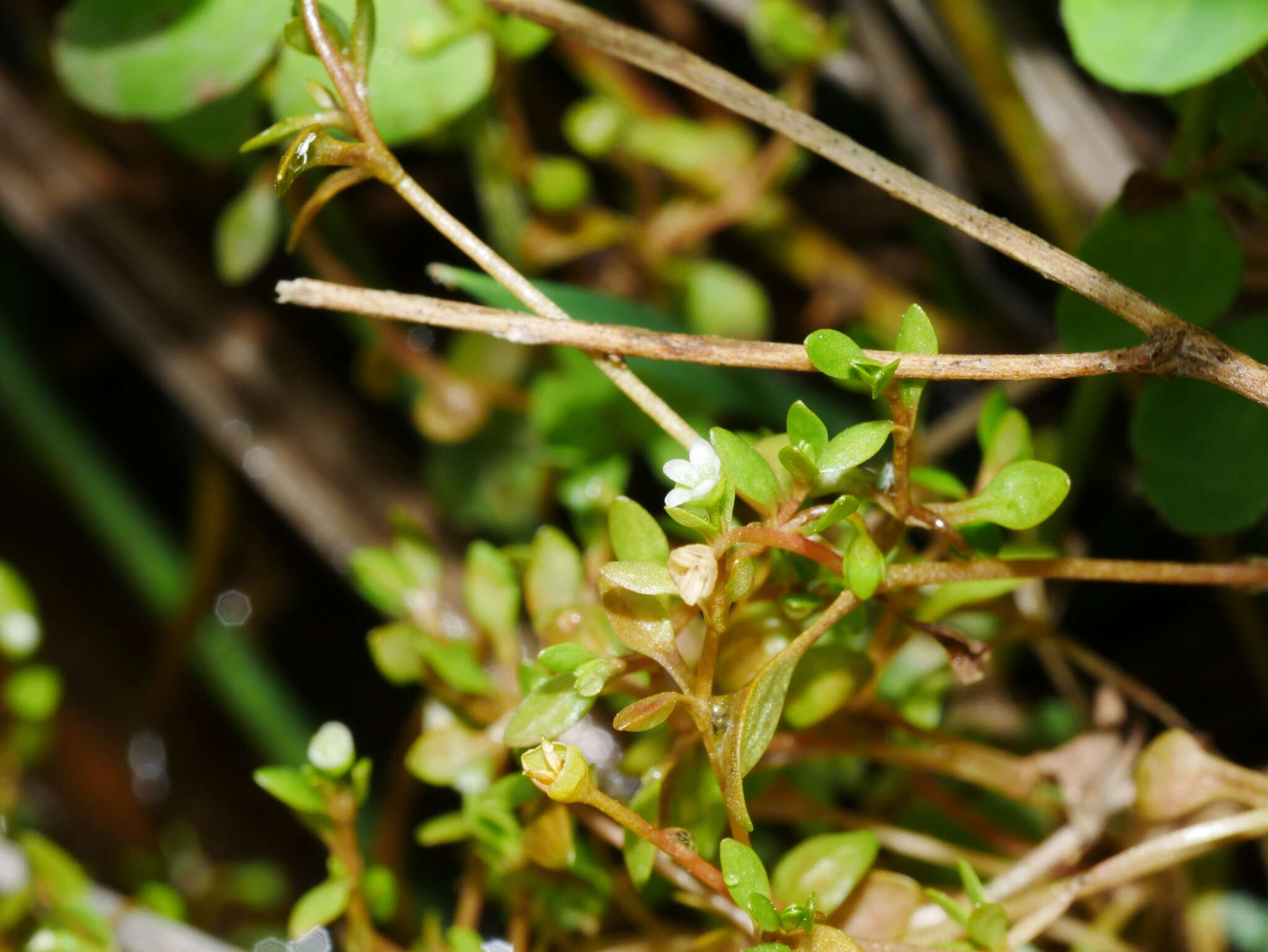 Imagem de Montia fontana subsp. fontana