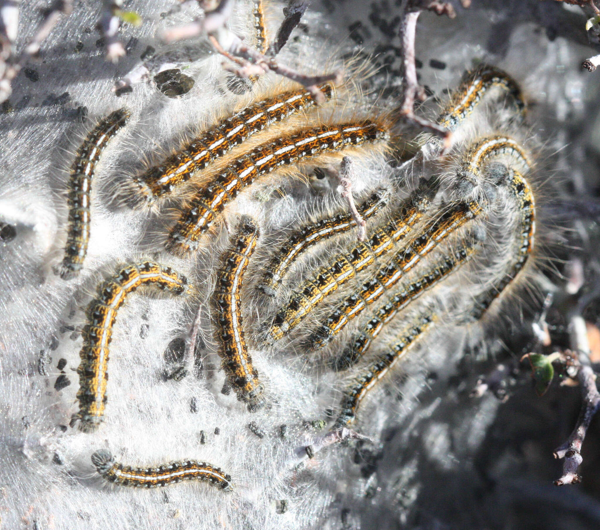 Image of Malacosoma californica Packard 1864