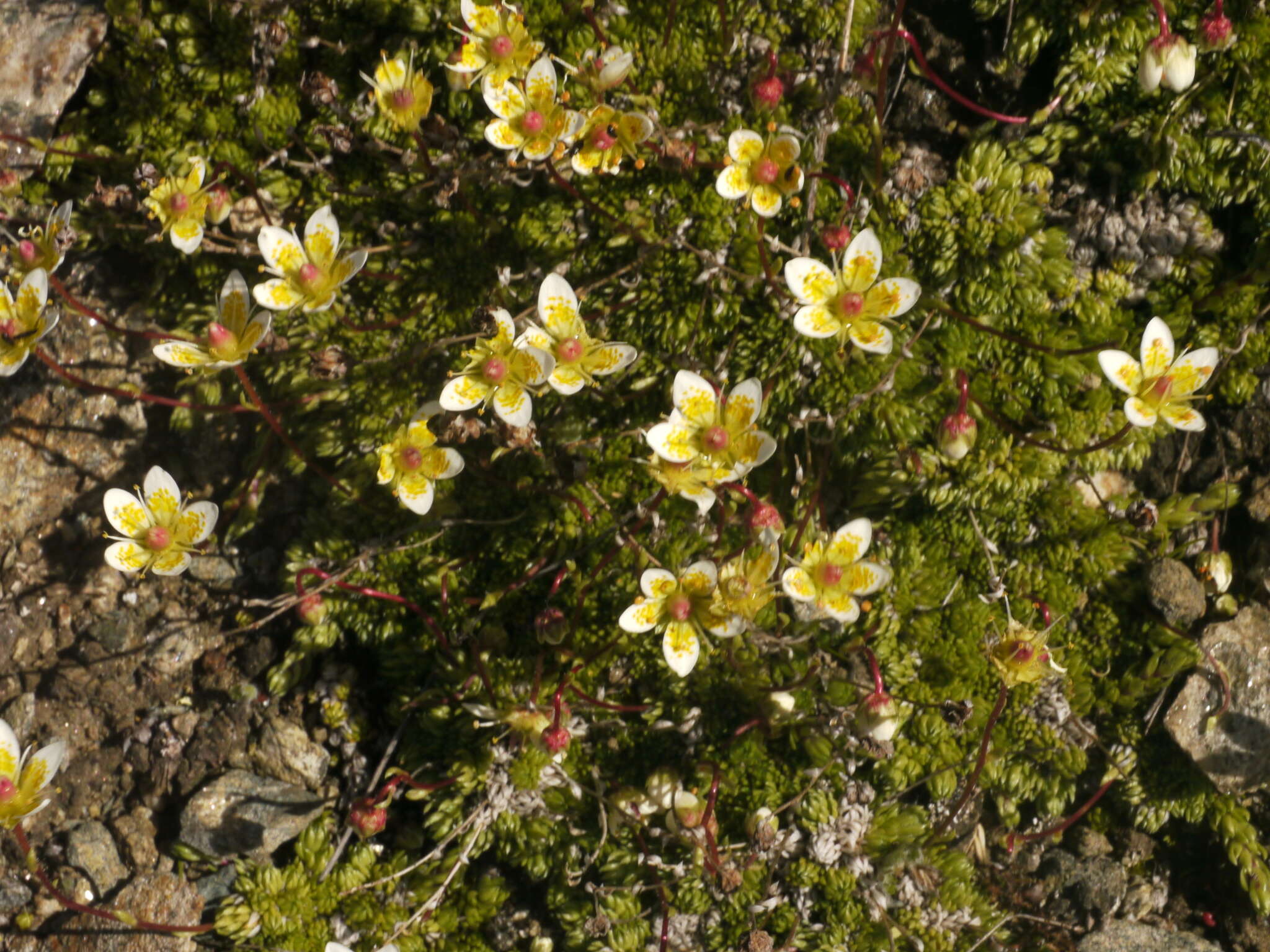 Слика од Saxifraga bryoides L.