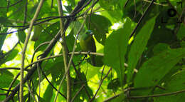 Image of Green Shrike-Vireo