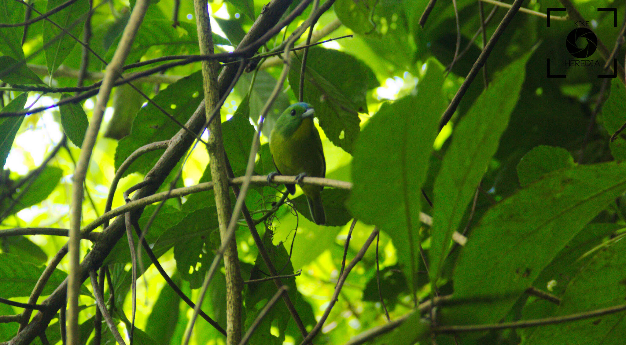 Image of Green Shrike-Vireo