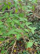 Image of fuzzy pride-of-Rochester