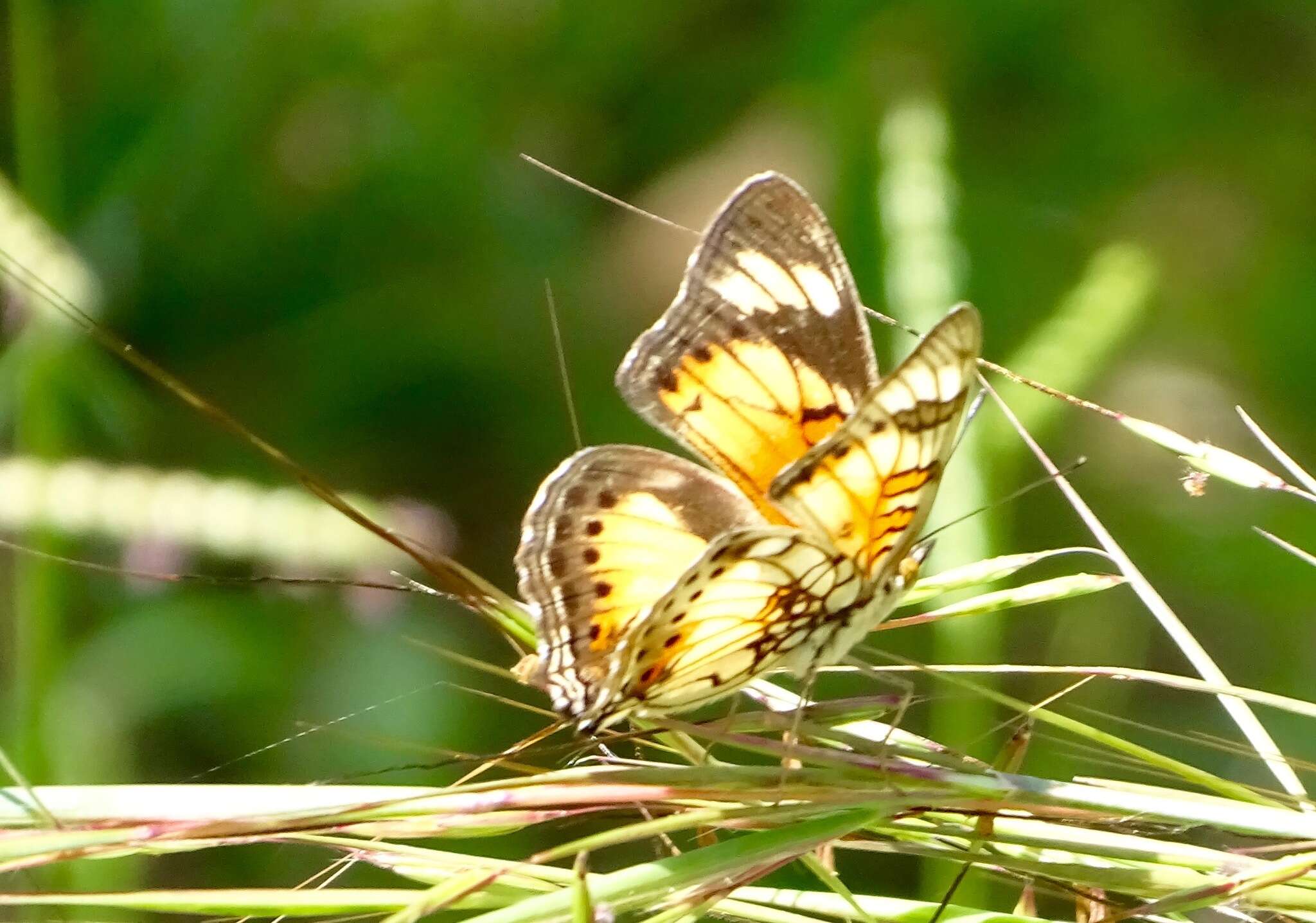 Image of Junonia sophia Fabricius 1793