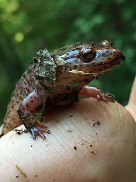 Image of Red Salamander