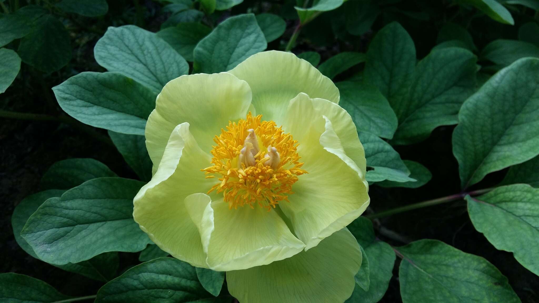 Image of Paeonia mlokosewitschii Lomak.